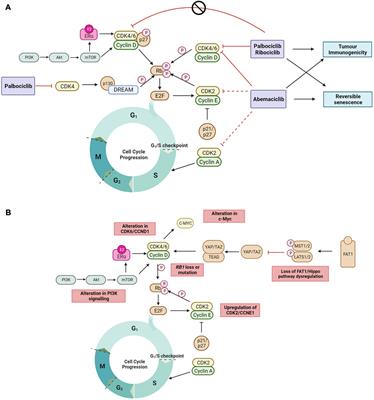 CDK4/6 inhibitor resistance in estrogen receptor positive breast cancer, a 2023 perspective